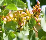 Pistachio Grafted Live Fruit Plant – Premium Pista Nut Plant