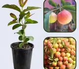 Elhabad Surkha Guava Plant
