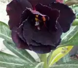 Rosy Variety Adenum