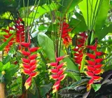 Heliconia Rostrata Flowering Plants