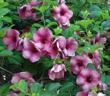 ALLAMANDA FLOWERING PLANT(PURPLE)