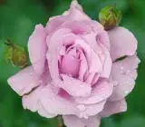 HYBRID GRAFTED ROSE FLOWERING PLANT(LIGHT PURPLE)