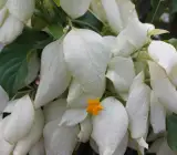 Mussaenda white flower plant