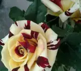 Abracadabra Rose Grafting Plants