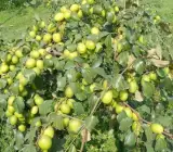 Thai Verity All Time Green Apple Ber Plant