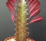 Lal Manasa Plant Real Variety Red Mansa Plant