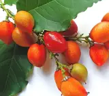 Piner Butter Fruit Plant