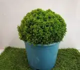 Ball kamini plant