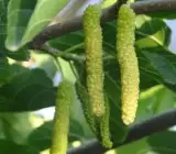Brazilian Hybrid Mulberry Fruit Plant – Sweet Long Mulberry Live Plant