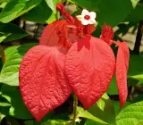 Mussaenda flower plant (Red)