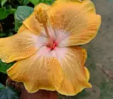 AMERICAN HIBISCUS PLANT( light yellow)