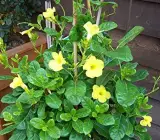 MANDEVILLA FLOWERING PLANT(YELLOW)
