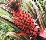 Red Pineapple fruit plant
