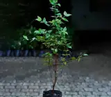 Red Surinam Cherry Fruit Plant – Sweet & Juicy Tropical Cherry Plant