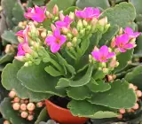 Florist Kalanchoe FLOWERING PLANT(PINK)