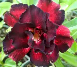Adenum Rose Variety Grafted Plant