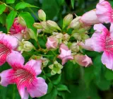Tecoma flowering plant (PINK)