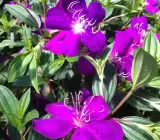 Begum Bahar Flower Plant