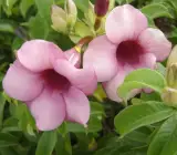 ALLAMANDA FLOWERING PLANT(PURPLE)