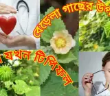 Swet Berala Plant