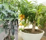 Thai-All-Time-Mango---Grafted-and-Hybrid-Plant