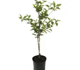 Apple Gold ( Grafting) - Fruit Plant
