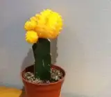 Moon Cactus (Grafted, Yellow) – Cactus Plant