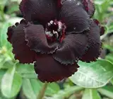 Adenum -Grafting plant (black)