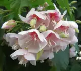 DOMBEYA FLOWERING PLANT(WHITE)