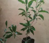 California sapota/ chikoo Fruit plant