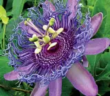 Passion flower plant
