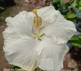 AMERICAN HIBISCUS PLANT(white)