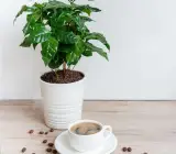 Coffee Fruit plant