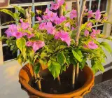 Golden Jackpot Bougainvillea