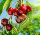 Kashmiri Sweet Red Cherry Grafted Fruit Plant – Premium Live Plant
