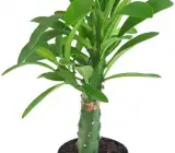 Phoni Monasa Plant