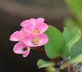 Euphorbia flowering plant(PINK)