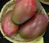 Osteen (mango) -Grafting Fruit Plant