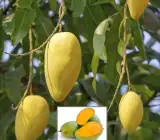 Langra mango Fruit plant
