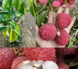 Giant Litchi Grafted Fruit Plant – Premium Lychee Live Fruit Plant