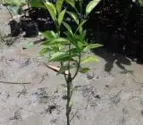 Moraco RED Blad ORANGE FRUIT PLANT