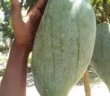 Brunei King Mango PLANT(3-4KG)