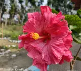 Austrian hibiscus- Grafting Plants ( pink)