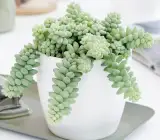 Succulent plants