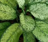 Aglaonema White Dalmatian Live Plant