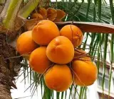 Kerala Dwarf Coconut Fruit Plant – Premium Dwarf Coconut Live Plant