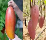 Red Ivory Mango (Grafting) fruit plant