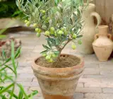 Olive Fruit plant