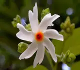 Coral Jasmine flower plant