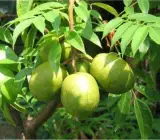 Hog Plum (Amra) Fruit Plant